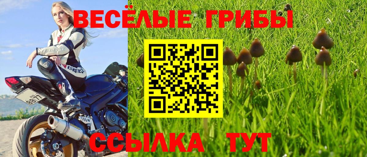Галлюциногенные грибы Psilocybe Камышин