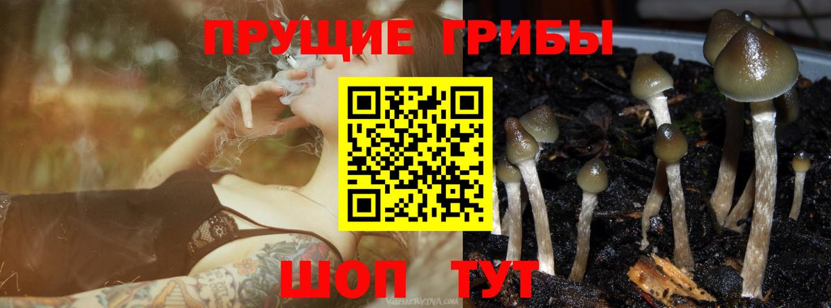 Галлюциногенные грибы GOLDEN TEACHER  Вход с VPN  Камышин  Псилоцибиновые грибы прущие грибы 
